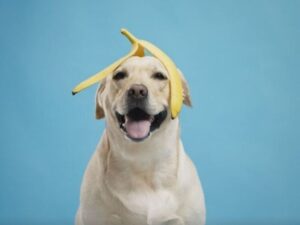 Other Fruits Dogs Can Eat