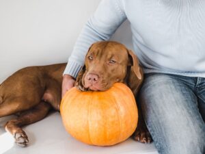 Plan Your Dog's Routine