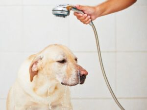 Portable Pet Shower