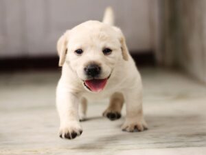 Puppies Under Eight Weeks Old