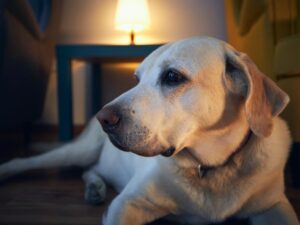 Restricted Access For Your Rescue Dog