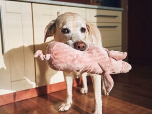 Soft Toys For Dogs