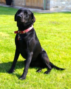 Standard Labrador Colors