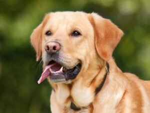 Sudden Black Spot on Dog's Tongue