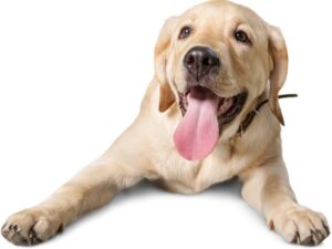 Temperament and Behavior of the Beagle Lab Mix