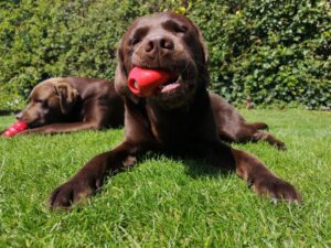 The Best Soft Toy for Puppies