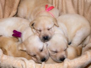 The Breeder Does Not Have A Job Other Than Breeding