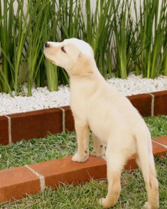 The Breeder Does Not Offer After Care