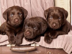 The Breeder Has Numerous Litters Each Year