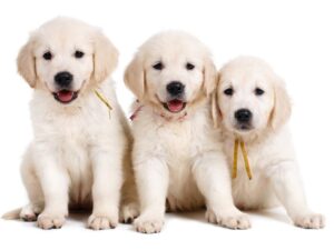 The Breeder Says The Dogs Are KC Registered But Won't Produce Papers