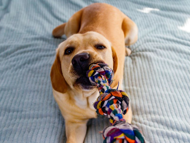 The Importance Of Indestructible Dog Toys