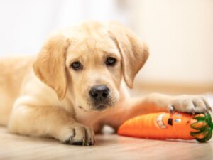The Need to Chew