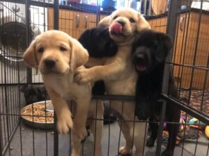 The Puppies Surroundings Are Inadequate For Their Needs