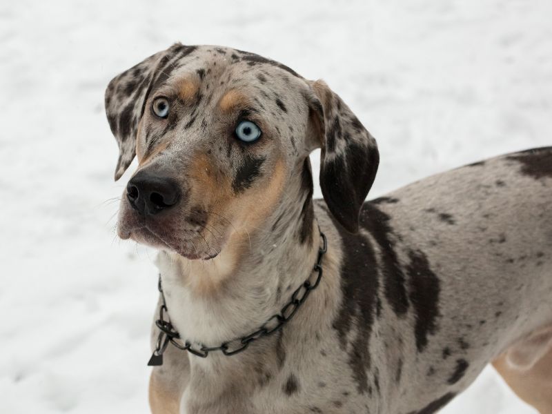 Training And Exercising Your Catahoula Lab Mix