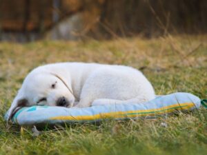Training And Socialization Needs