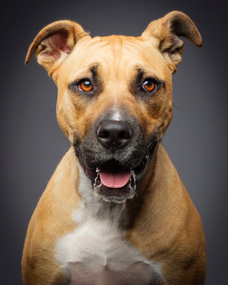 Training and Exercising Your Boxer Lab Mix