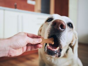 Treats Used In Training
