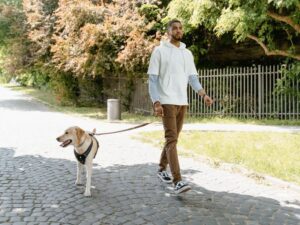 What Can I Do With My Lab When I Go Out