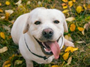 What Do Normal Black Spots on Dogs' Tongues Look Like