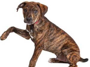 What Is Brindle Coloring