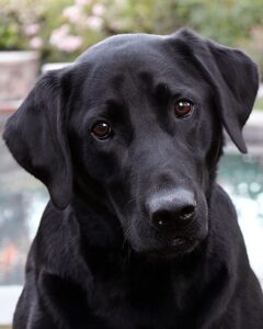 What Is Canine Bloat