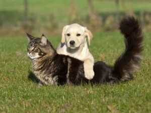 What Is the Ideal Home for a Beagle Lab Mix