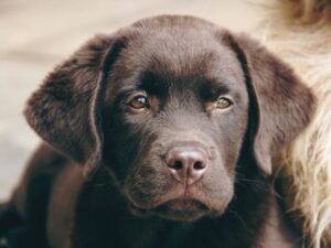 What To Do When Your Labrador Is Sick
