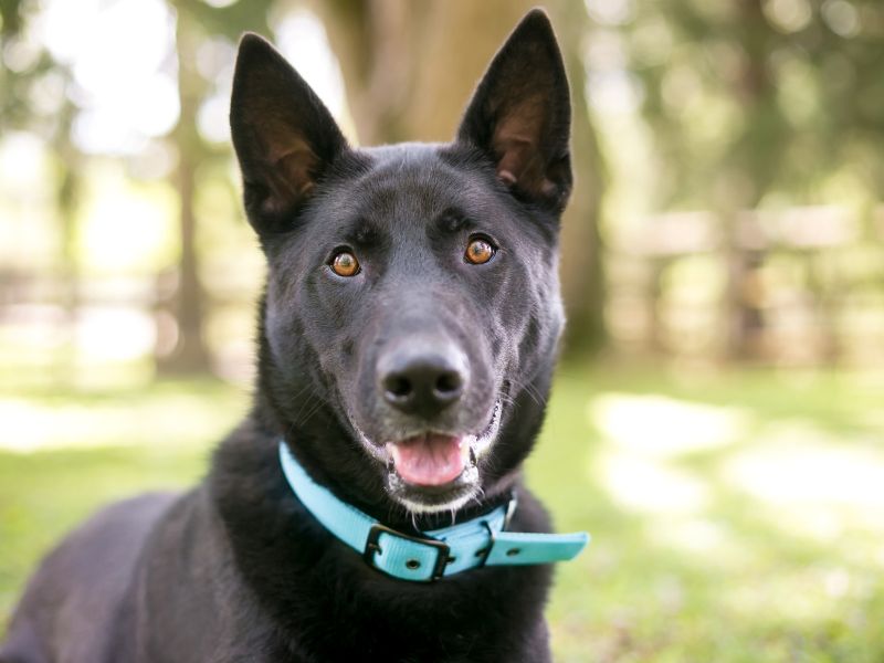 What To Expect From A Black Lab German Shepherd Mix