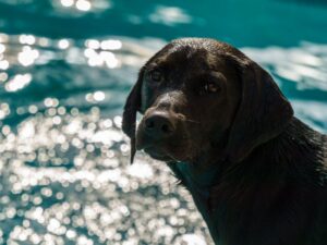 When Can Labradors Start Swimming