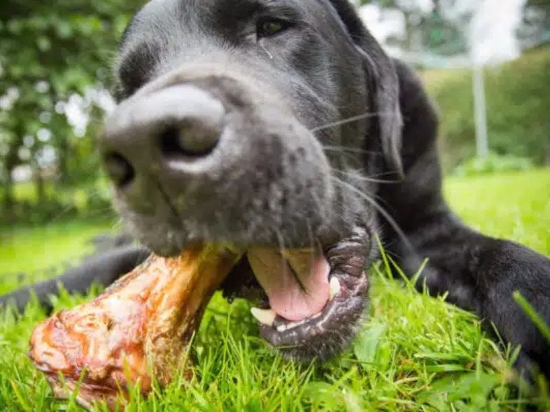 When Is Pork Bad For Dogs