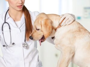 When To Call The Vet