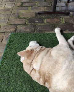 Where Should My Labrador Sleep At Night