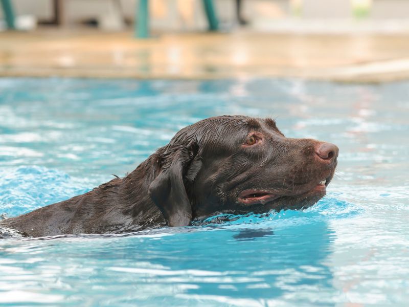 Why Are Labs Such Good Swimmers