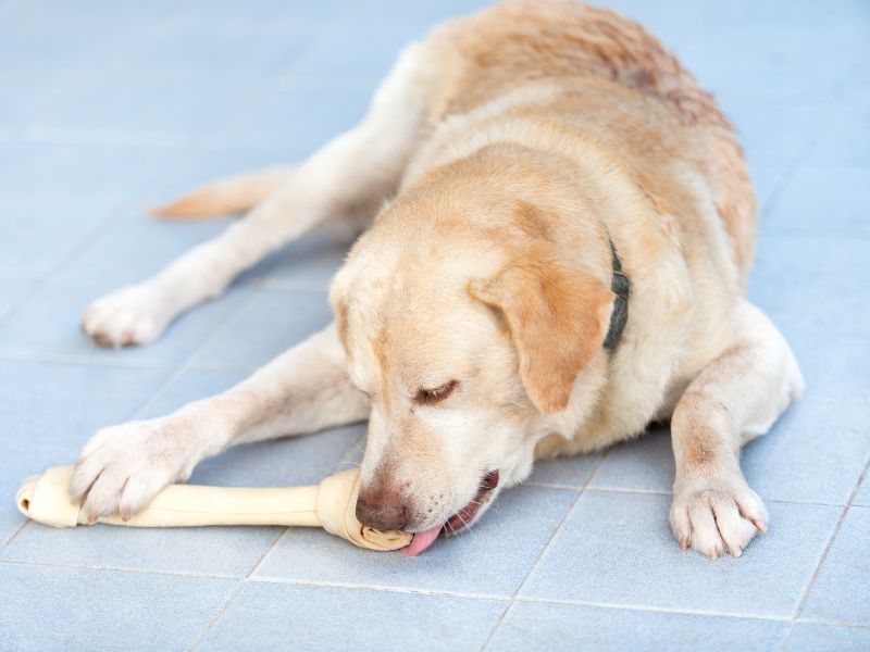 Why Some Puppies May Need Wood Chews