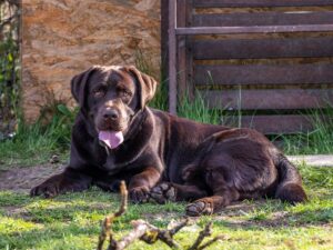 Will Labs Attack Intruders