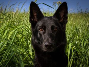 Your Black Lab German Shepherd Mix